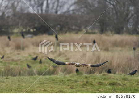 Red Kite swooping low for food Red Kite swooping low for food 86558170