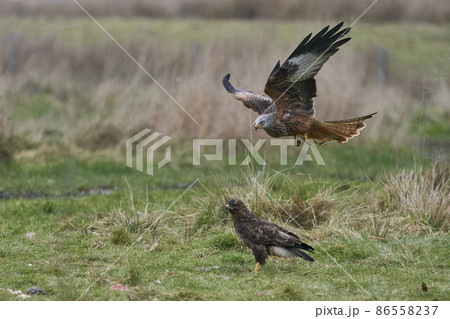 Red Kite and Buzzard compete for food Red Kite and Buzzard compete for food 86558237