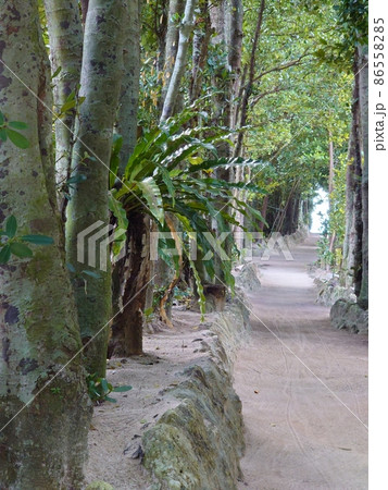 フクギとソテツと道 86558285