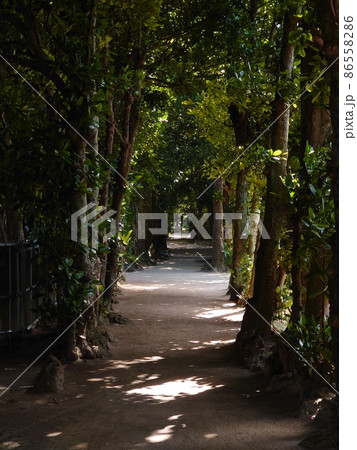 並木　フクギ（暗め） 86558286