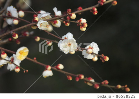 大牟田市　普光寺　梅の花、 86558525