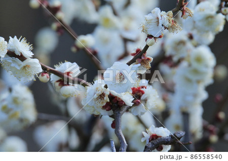 大牟田市 普光寺 梅の花、 大牟田市 普光寺 梅の花、 86558540