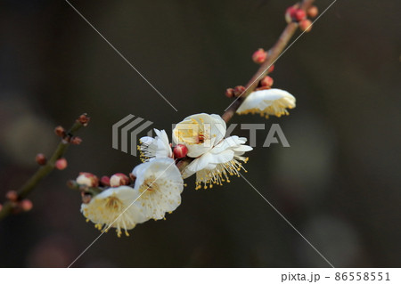 大牟田市 普光寺 梅の花、 大牟田市 普光寺 梅の花、 86558551