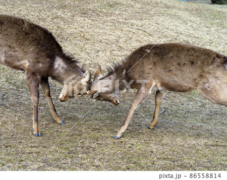 喧嘩をする奈良公園の鹿 86558814