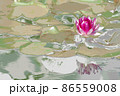 大阪市咲くやこの花館の蓮をデジタル処理したイラスト 86559008