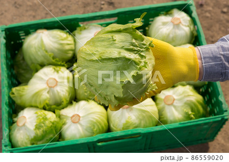 iceberg lettuce in hand, against the background of a box with lettuce, the concept iceberg lettuce in hand, against the background of a box with lettuce, the concept 86559020