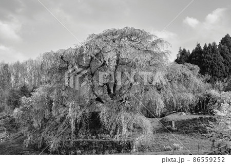 存在感のある又兵衛桜を白黒で強調 存在感のある又兵衛桜を白黒で強調 86559252