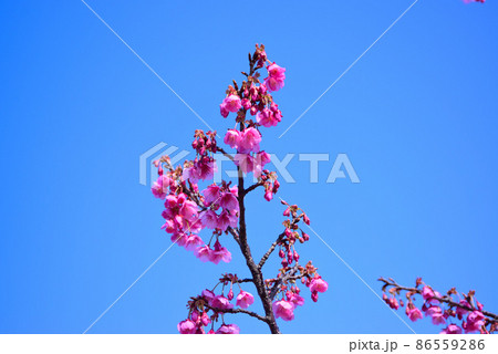 1月から開花する早咲きの土肥桜(トイザクラ) 1月から開花する早咲きの土肥桜(トイザクラ) 86559286