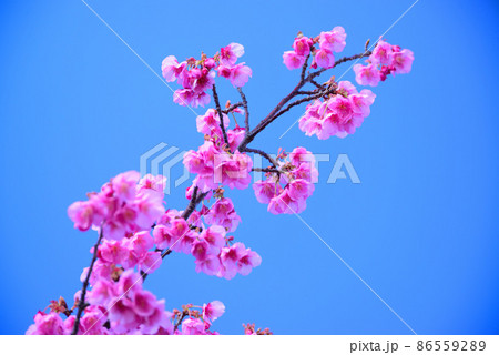 1月から開花する早咲きの土肥桜(トイザクラ) 1月から開花する早咲きの土肥桜(トイザクラ) 86559289
