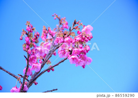 1月から開花する早咲きの土肥桜（トイザクラ） 86559290