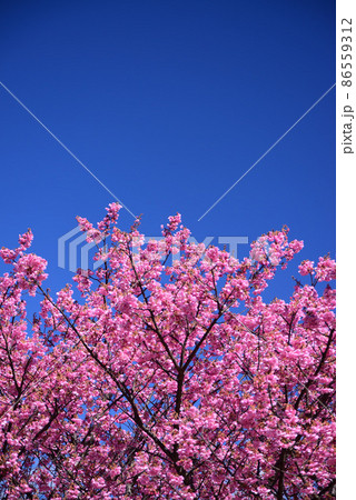 1月から開花する早咲きの土肥桜(トイザクラ) 1月から開花する早咲きの土肥桜(トイザクラ) 86559312