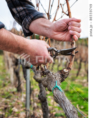 Farmer pruning the vine in winter. Agriculture. Farmer pruning the vine in winter. Agriculture. 86559749