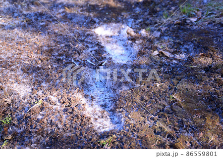 厳冬の頃の霜柱 厳冬の頃の霜柱 86559801