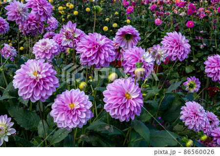 美しいのパープルダリアの花 美しいのパープルダリアの花 86560026