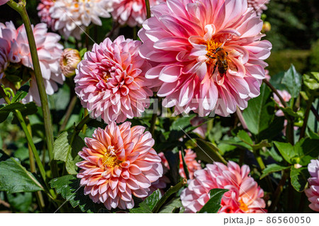 美しいピンクのダリアの花 美しいピンクのダリアの花 86560050