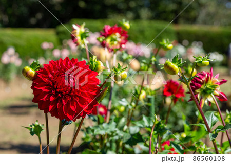 美しい赤いダリアの花 86560108