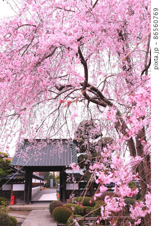 金剛寺 (青梅市) 　桜 86560769