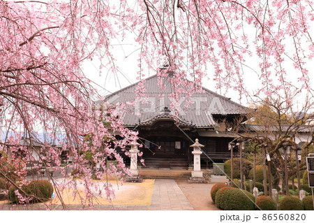 金剛寺 (青梅市) 　桜 86560820