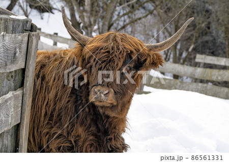 Highlander scotland hairy cow yak detail close up 86561331