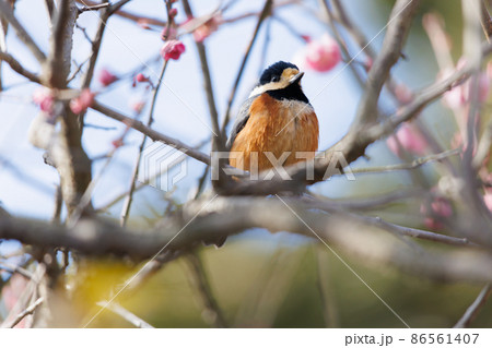 梅とヤマガラ 梅とヤマガラ 86561407