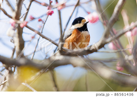 梅とヤマガラ 梅とヤマガラ 86561436