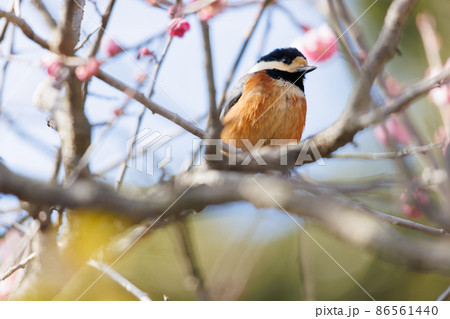 梅とヤマガラ 86561440