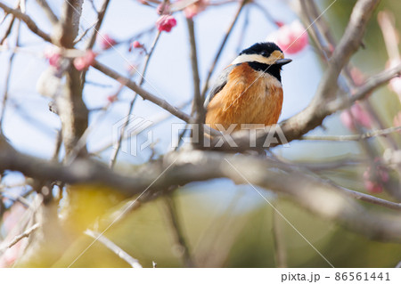 梅とヤマガラ 86561441