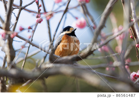 梅とヤマガラ 86561487