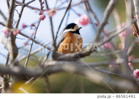 梅とヤマガラ 86561491