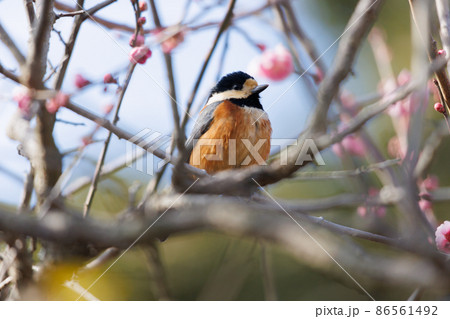 梅とヤマガラ 梅とヤマガラ 86561492