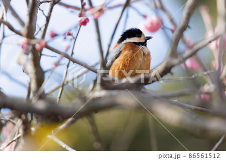 梅とヤマガラ 梅とヤマガラ 86561512