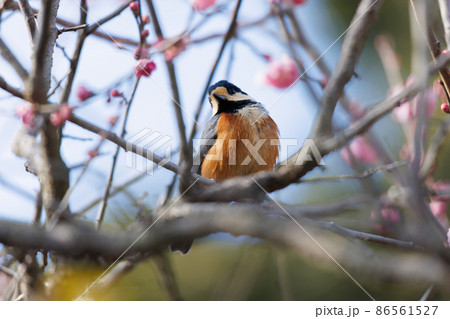 自然の中のヤマガラ 自然の中のヤマガラ 86561527