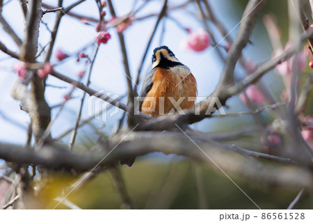 自然の中のヤマガラ 86561528