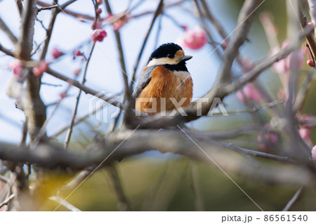 自然の中のヤマガラ 86561540