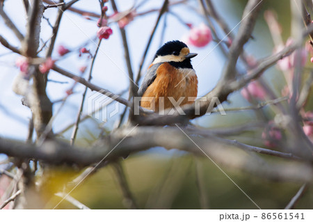 自然の中のヤマガラ 86561541