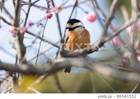 自然の中のヤマガラ 86561552