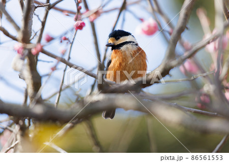 自然の中のヤマガラ 自然の中のヤマガラ 86561553