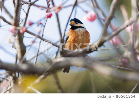 自然の中のヤマガラ 86561554