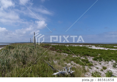 野付半島 トドワラ 夏の北海道 野付半島 トドワラ 夏の北海道 86561658