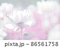 大阪市咲くやこの花館の蓮をデジタル処理したイラスト 86561758