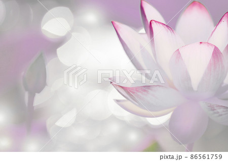 大阪市咲くやこの花館の蓮をデジタル処理したイラスト 大阪市咲くやこの花館の蓮をデジタル処理したイラスト 86561759