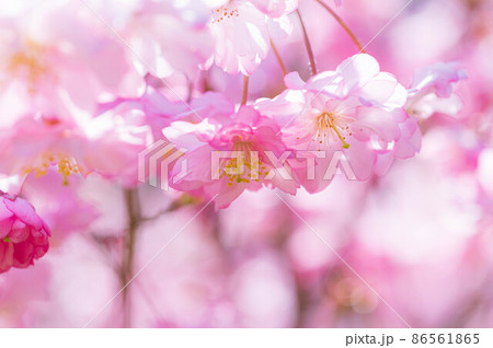 晴天に咲く可愛い八重桜 晴天に咲く可愛い八重桜 86561865