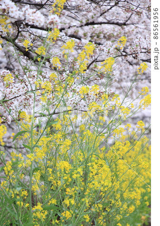 春イメージ桜と菜の花 86561956