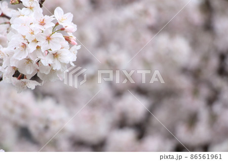 春イメージ満開な桜 86561961