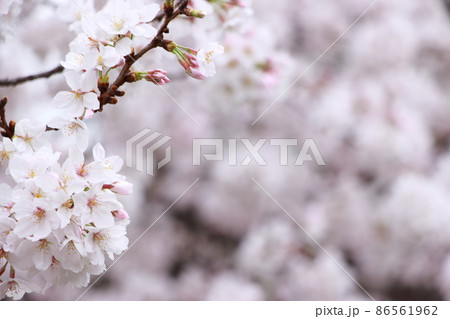 春イメージ満開な桜 86561962