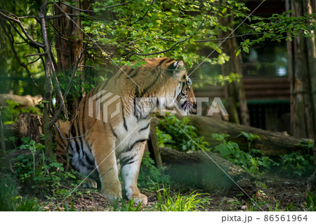 Bengal tiger. The Bengal tiger population is the largest. It is the national animal of the state of Bangladesh - historical Bengal.  Bengal tiger. The Bengal tiger population is the largest. It is the national animal of the state of Bangladesh - historical Bengal.  86561964