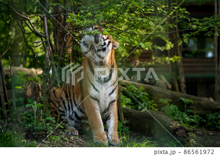Bengal tiger. The Bengal tiger population is the largest. It is the national animal of the state of Bangladesh - historical Bengal. Bengal tiger. The Bengal tiger population is the largest. It is the national animal of the state of Bangladesh - historical Bengal. 86561972
