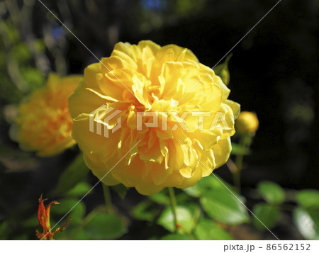黄色いバラの花 86562152