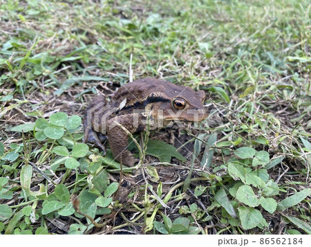 冬眠前のアズマヒキガエル 86562184