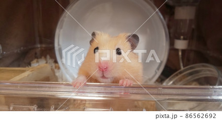 外を眺めるキンクマハムスター 86562692